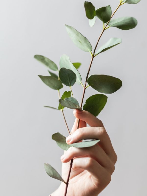 4+1 Tips για να Αντέξουν τα Φυτά σου το Καλοκαίρι |&nbsp;LIFESTYLE