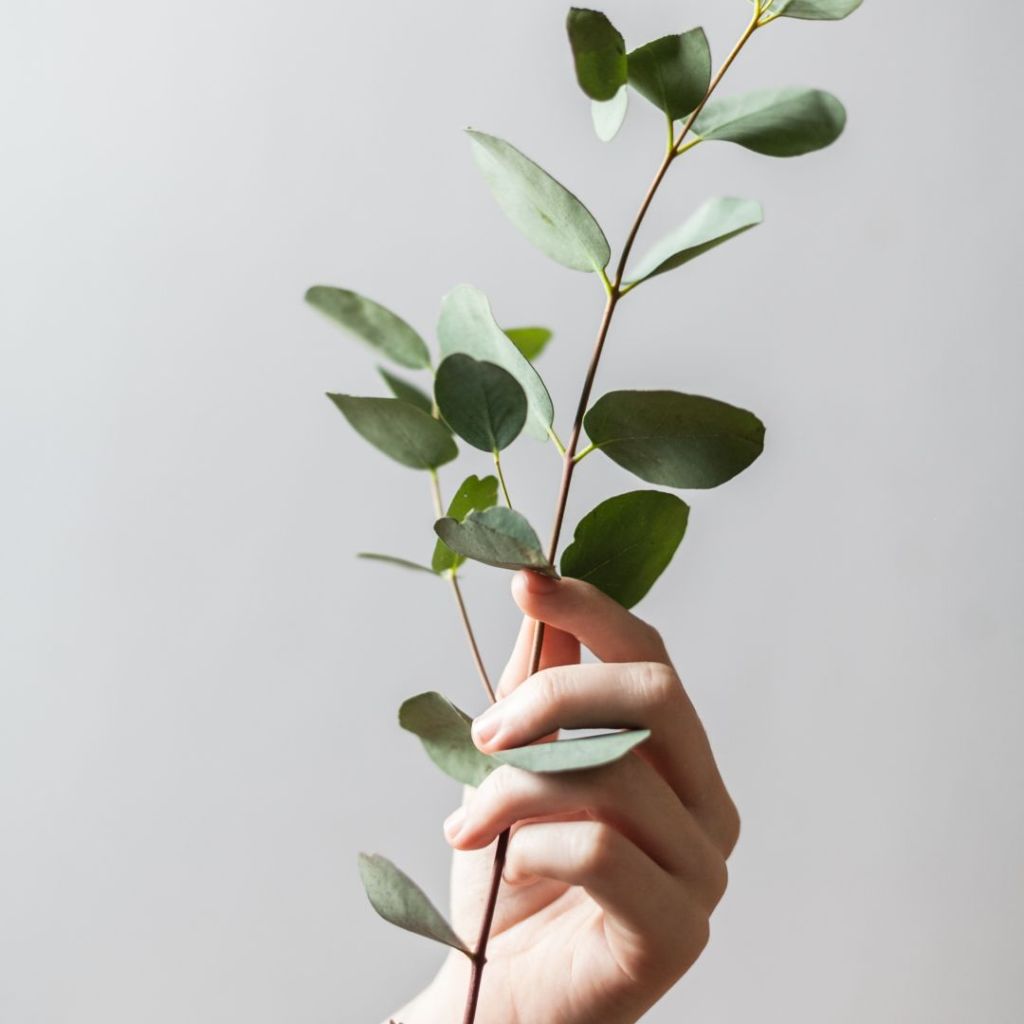 4+1 Tips για να Αντέξουν τα Φυτά σου το Καλοκαίρι |&nbsp;LIFESTYLE